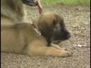 leonberger