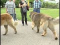 Film über Leonberger Hund Film über Leonberger Hund