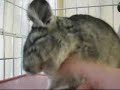 Chinchilla