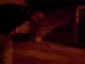 videos de gustavito bomitando.3gp
