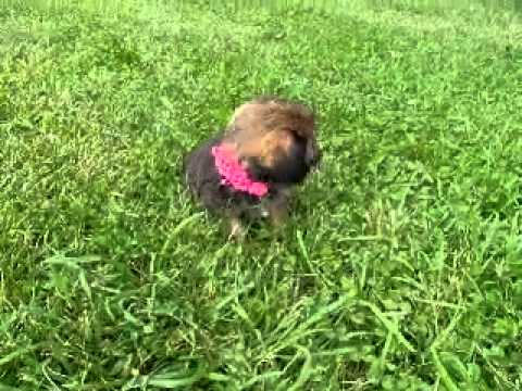Lilly...Beautiful Shiffon ShihTzuBrussels Griffon