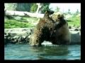 cute bear fight