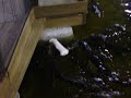 Part 2 of alligator Enrichment at Gator Adventure Park Orlando, FL