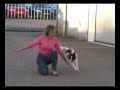 Canine freestyle papillon mambo training Canine freestyle papillon mambo training