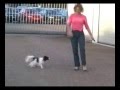 Canine freestyle papillon mambo training