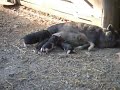 Pot Bellied Piglets