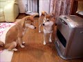 ファンヒーター点火を待つ柴犬たち Shibainu Waiting ヒーター