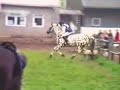 Apollon, Knabstrupper Stallion