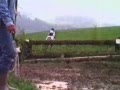 Apollon, Knabstrupper Stallion