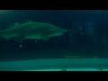 Click here to watch this video ncaquariumsharkdive1
