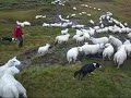 Sauesanking i Gausdal Vestfjell