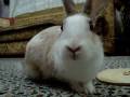 videos de Minnoş - happy rabbit