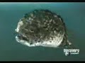 Great White Shark vs SaltWater Crocodile. Shark kills Croc. Great White Shark vs SaltWater Crocodile. Shark kills Croc.