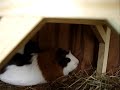 Meerschweinchenmutter + Baby (1 Tag alt)
