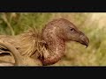 buitres comiendo ciervo 2 - Luis MIguel Domínguez