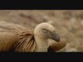 buitres comiendo ciervo 2 - Luis MIguel Domínguez