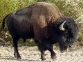 native american flute music.html