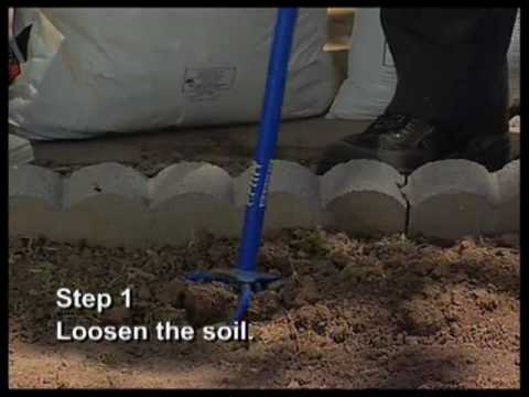 how to fertilize iris plants