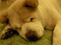 Popeye snores