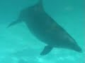 Dolphin birth at Vallarta Adventures