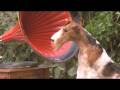 videos de  GBGV - Fox - Airedale - Bearded 