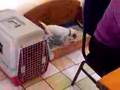 Zira en Ayka's eerste ontmoeting