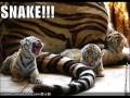 Funny Animal Pictures of Dogs, Cats, and More #4 CUTE!