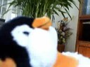 Webkinz Go Swimming Aftermath Webkinz Go Swimming Aftermath