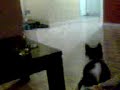 chat ou chien baballe chat ou chien baballe