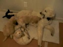 Pups and Allee