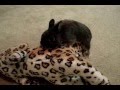 Netherland Dwarf - Ronnie Bunny Netherland Dwarf - Ronnie Bunny
