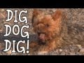 Dexter's Favourite Thing to Do: Cute Dog Digging