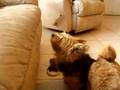 Smores Dogs - Part 4
