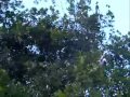 Remando en Laguna De Tacarigua