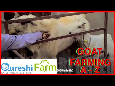 rajasthan goat farming - How to start a goat farm? How to manage a goat farm? What are the shed requirements? Infrastructure requirements? Which breed is best for me? Akbar Khan Qure...