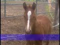 dreamscape farm is proud to present novalis. a proven jumper stallion, who is exceptionally well bred. novalis one of the few sons available from the legendary jus de pomme. jus de pomme was the double gold medal winner in show jumping at the 1996 atlanta olympics. he was the only horse to compete with no jumping faults. at the time of his death he had winnings of over $100,000.00. 

novalis's dam line is also equally as impressive his dam, is the ster preferent mare jacintha whose sire is g ramiro z. g ramiro z has been labeled the 'stallion of the century' and is once again listed as the #1 leading sire of jumpers, as well as the #20 leading sire for dressage horses as listed in the wbfsh international breeding guide 1999. novalis's granddam the preferent mare fantasia is a full sister to the dutch stallions 'wellington' and 'elberton'. 

the great grand sire is nimmerdor, was the 'kwpn stallion of the century 2000'. also in novalis' pedigree are primo de bruyeres #87, night and day #142, alme #31, farn #77, and lucky boy #69. 

novalis himself is a strong competitor in the jumper ring, having shown in north america and europe to grand prix- 1.5 meter under riders markus beerbaum, marc houtzager, and laura kraut. novalis competed at top shows against tough competition with excellent results. this year novalis returned to the show ring, winning the futures class at the thunderbird show park in may, he was the only horse out of 45 to go double clear. at the milner downs horse show he finished 4th is the $7000 grand prix. during the west coast classic show jumping tournament, novalis finished 4th is the $20,000 jaguar landrover of richmond grand prix. novalis was also presented and is now fully approved for breeding with the rpsi studbook 1, he received a '9' for his jump, and a '9' for his canter. 

novalis is a proven sire, whose oldest offspring are already winning in the show ring; they are athletic horses, with correct conformation, good temperaments and movement, with lots of scope and super canters.
www.dreamscapefarm.com