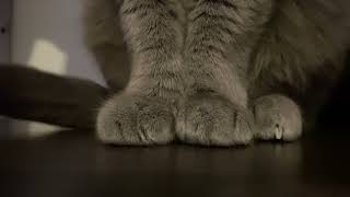 Cute cat’s paws, Russian blue