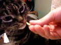 Grumblebee eating Tofurkey