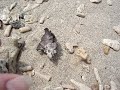 Strange shaped hermit crab ?? Strange shaped hermit crab ??