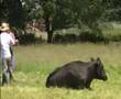 cow-fart