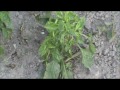 The Main Farm Garden in July Video #23