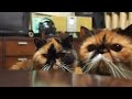 ゆるゆるです。