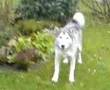 Alaskan Malamute video