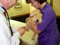 Lakeland Terrier, Maddie\ Lakeland Terrier, Maddie\