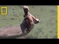 Hippo Spa