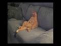 Pussy Cat Review Show
