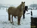 Mes poneys