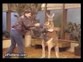 kangaroo fight