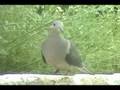 Mourning Dove at Rest