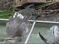 Goose TV